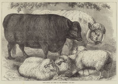 Bovini e Pecore Premiati alla Mostra del Smithfield Club da Samuel John Carter